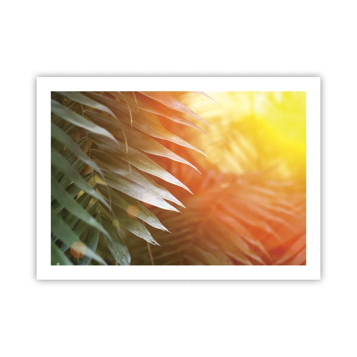 Poster - Morgen im Dschungel - 70x50 cm