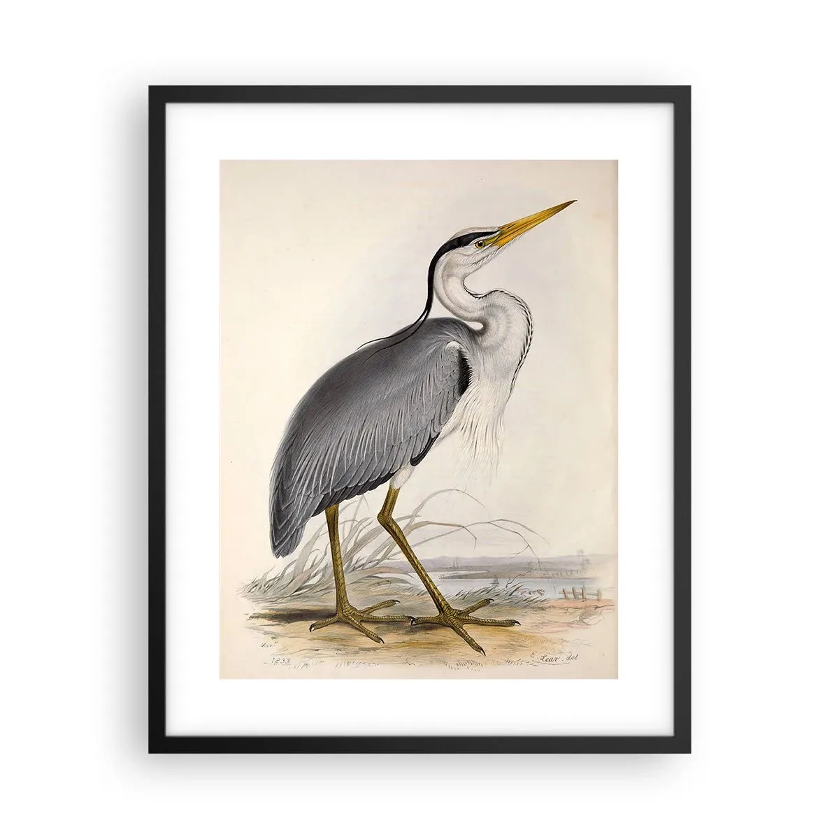 Poster in einem schwarzem Rahmen - Reiher Gnade - 40x50 cm