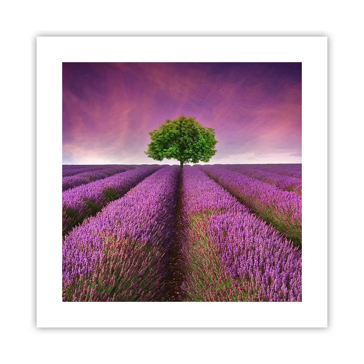 Poster - Auf Lavendelfeldern - 40x40 cm