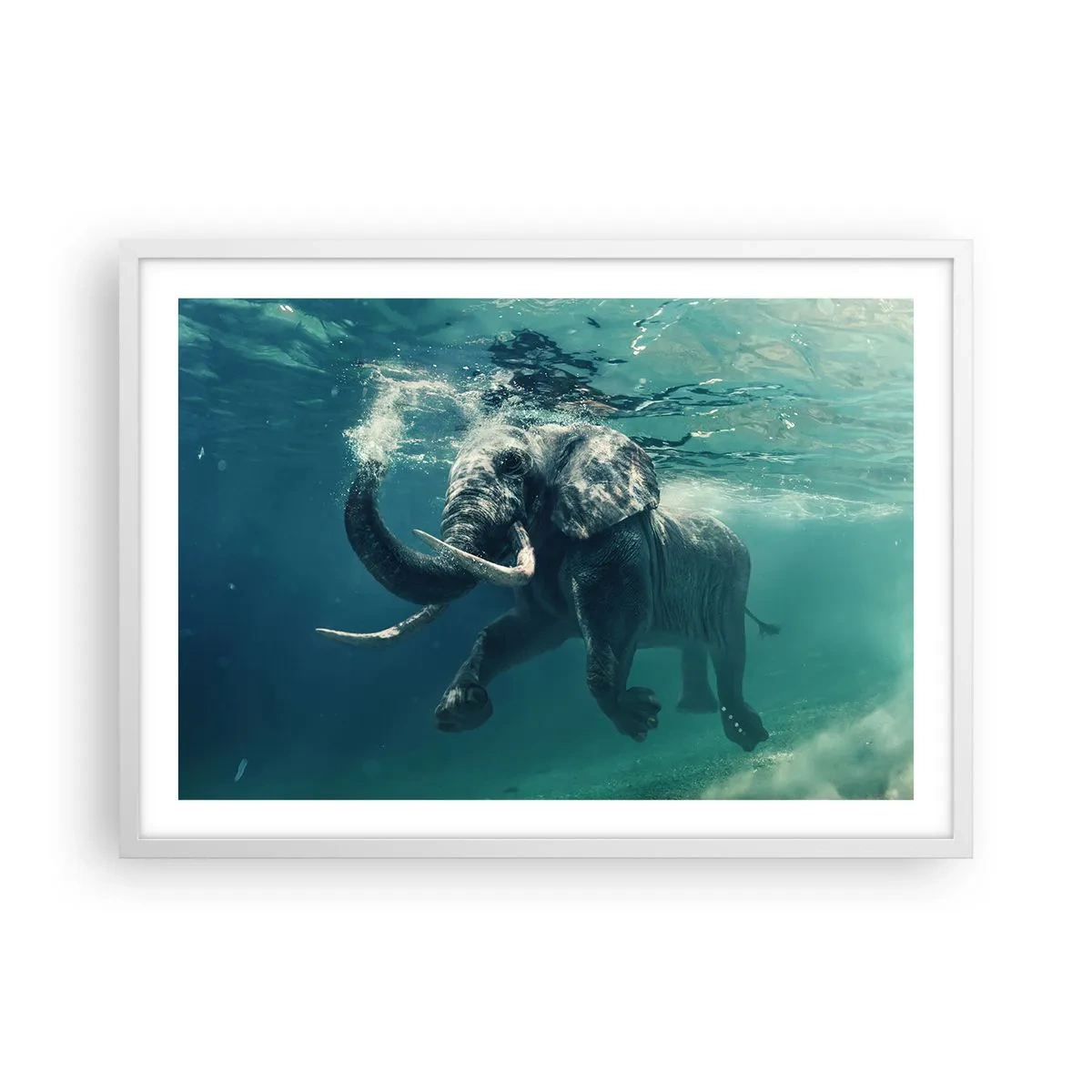 Poster in einem weißen Rahmen - Jeder schwimmt gerne - 70x50 cm