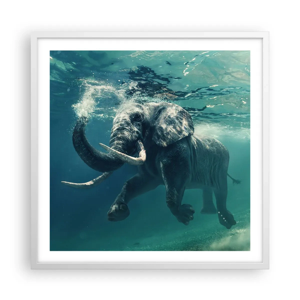 Poster in einem weißen Rahmen - Jeder schwimmt gerne - 60x60 cm