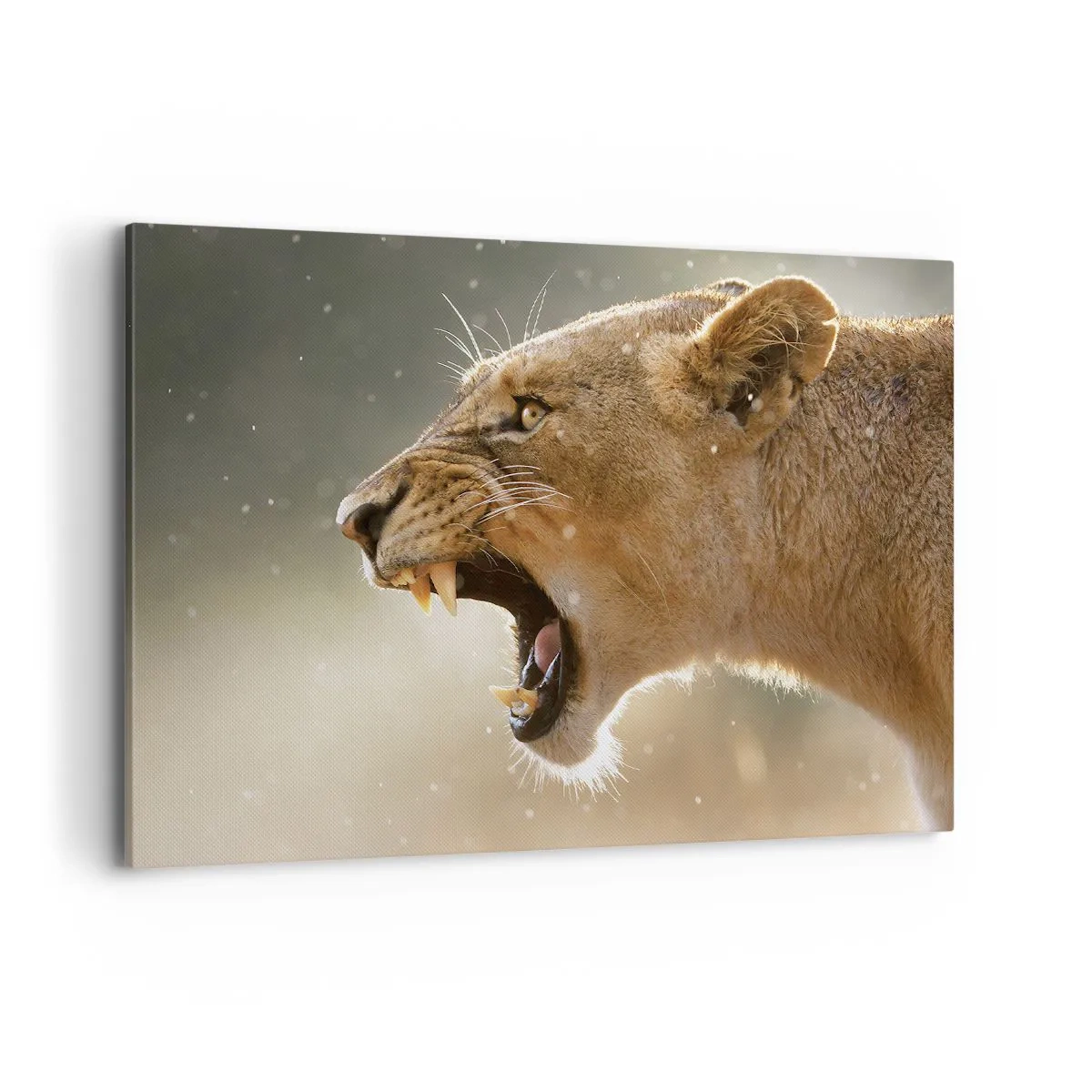 Bild auf Leinwand - Leinwandbild - Porträt einer brüllenden Löwin im natürlichen Licht - 100x70cm - Versuch, nicht zuzuhören - Moderne Wanddekoration für Wohnzimmer und Schlafzimmer ARTTOR