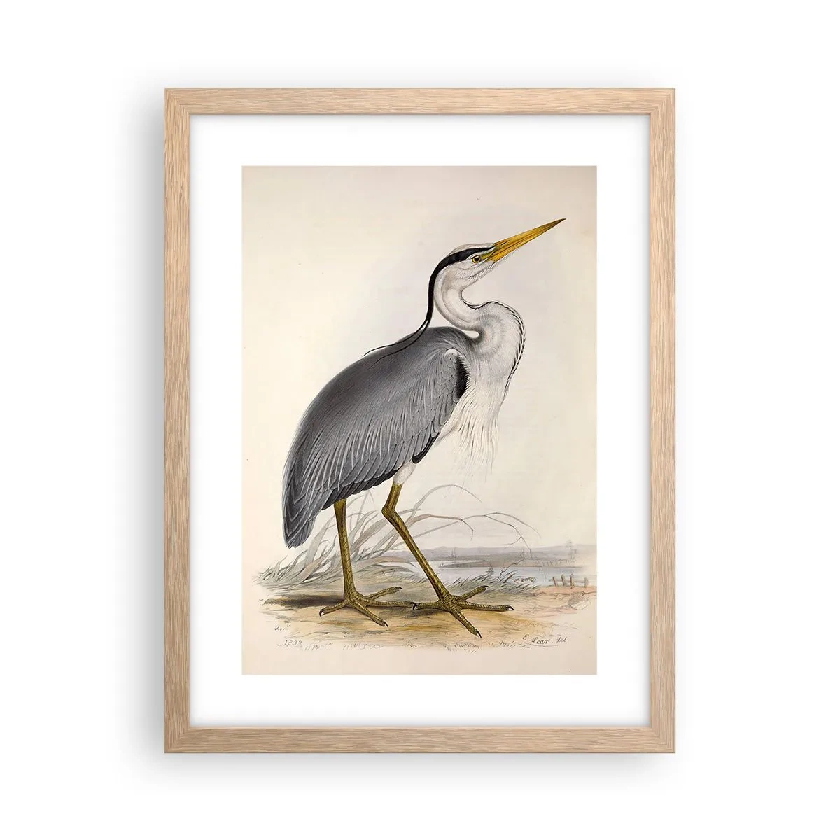 Poster in einem Rahmen aus heller Eiche - Reiher Gnade - 30x40 cm