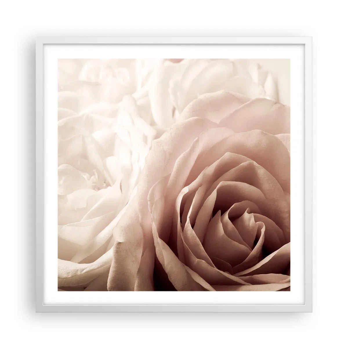 Poster in einem weißen Rahmen - Im Herzen der Rose - 60x60 cm