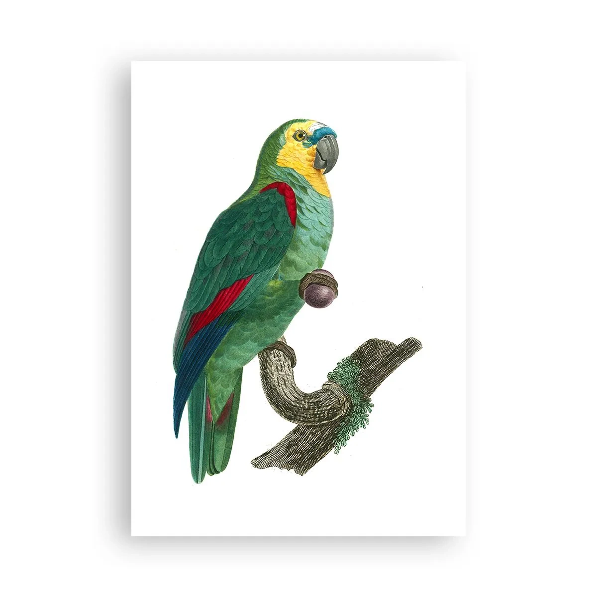 Poster - Papageienporträt - 70x100 cm