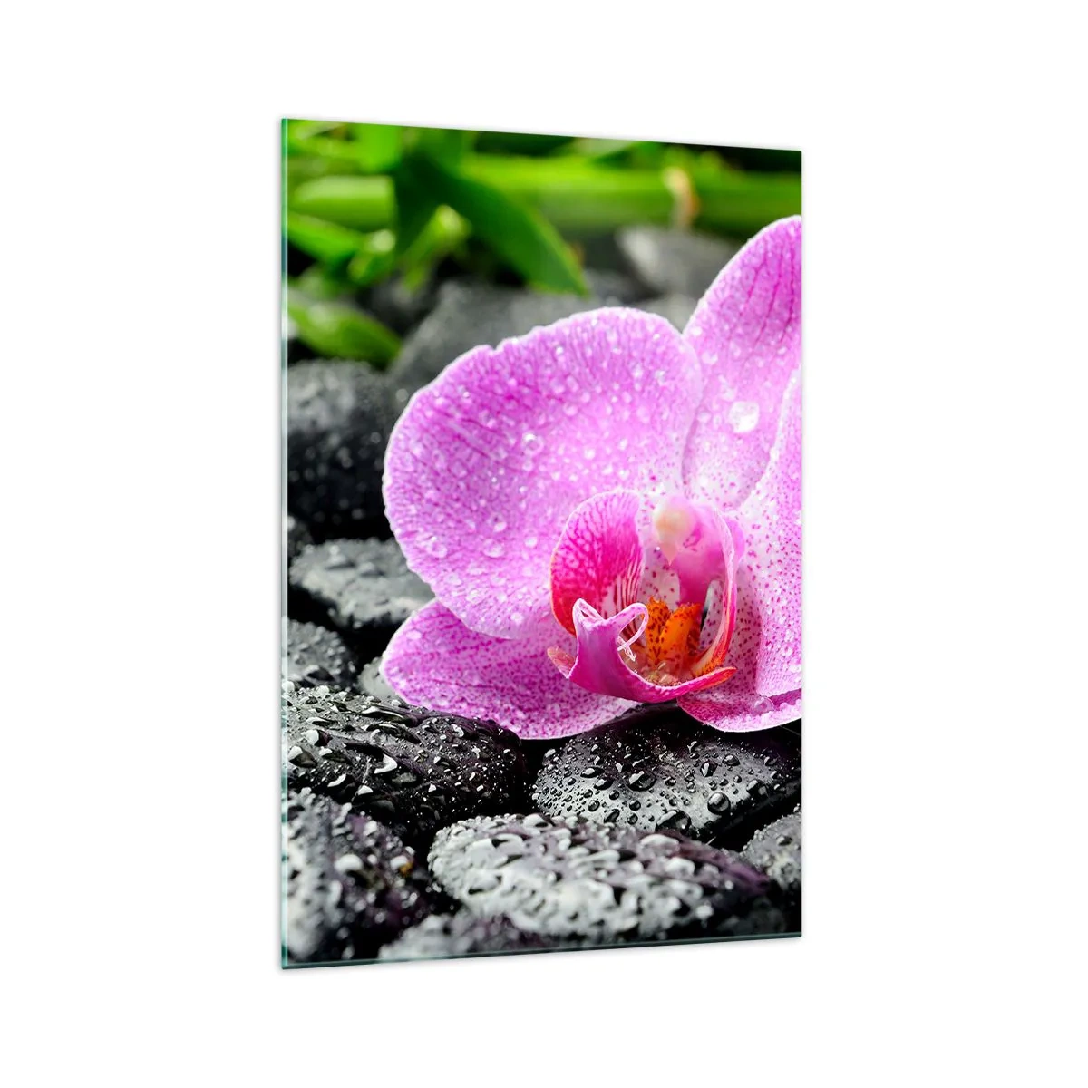 Glasbild - Bild auf glas - Rosa Orchidee auf nassen schwarzen Steinen mit grünen Blättern - 70x100cm - Wie ein offenes Herz - Moderne Wanddekoration für Wohnzimmer und Schlafzimmer ARTTOR
