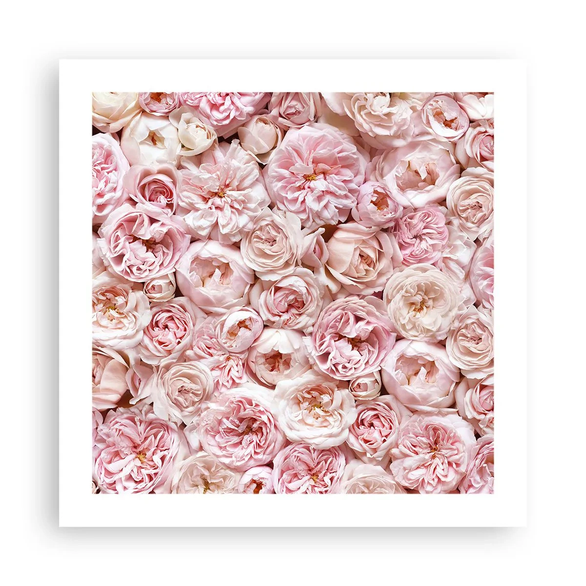 Poster - Auf Rosen gebettet - 50x50 cm