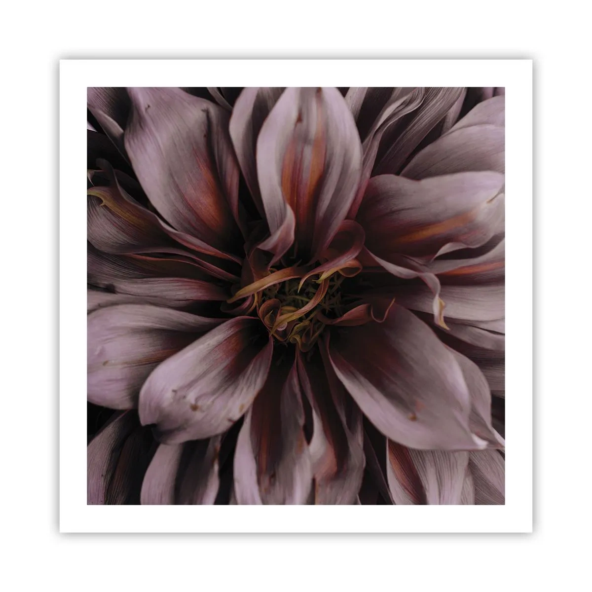Poster - Ein Blumenherz - 60x60 cm