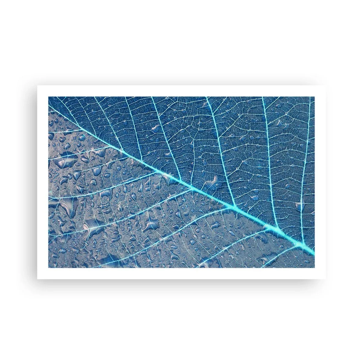 Poster - Leben in Blau - 91x61 cm