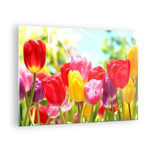 Glasbild - Bild auf glas - Bunte Tulpen im Licht der Frühlingssonne - 70x50cm - Wir sind es, die Farben des Mais! - Moderne Wanddekoration für Wohnzimmer und Schlafzimmer ARTTOR