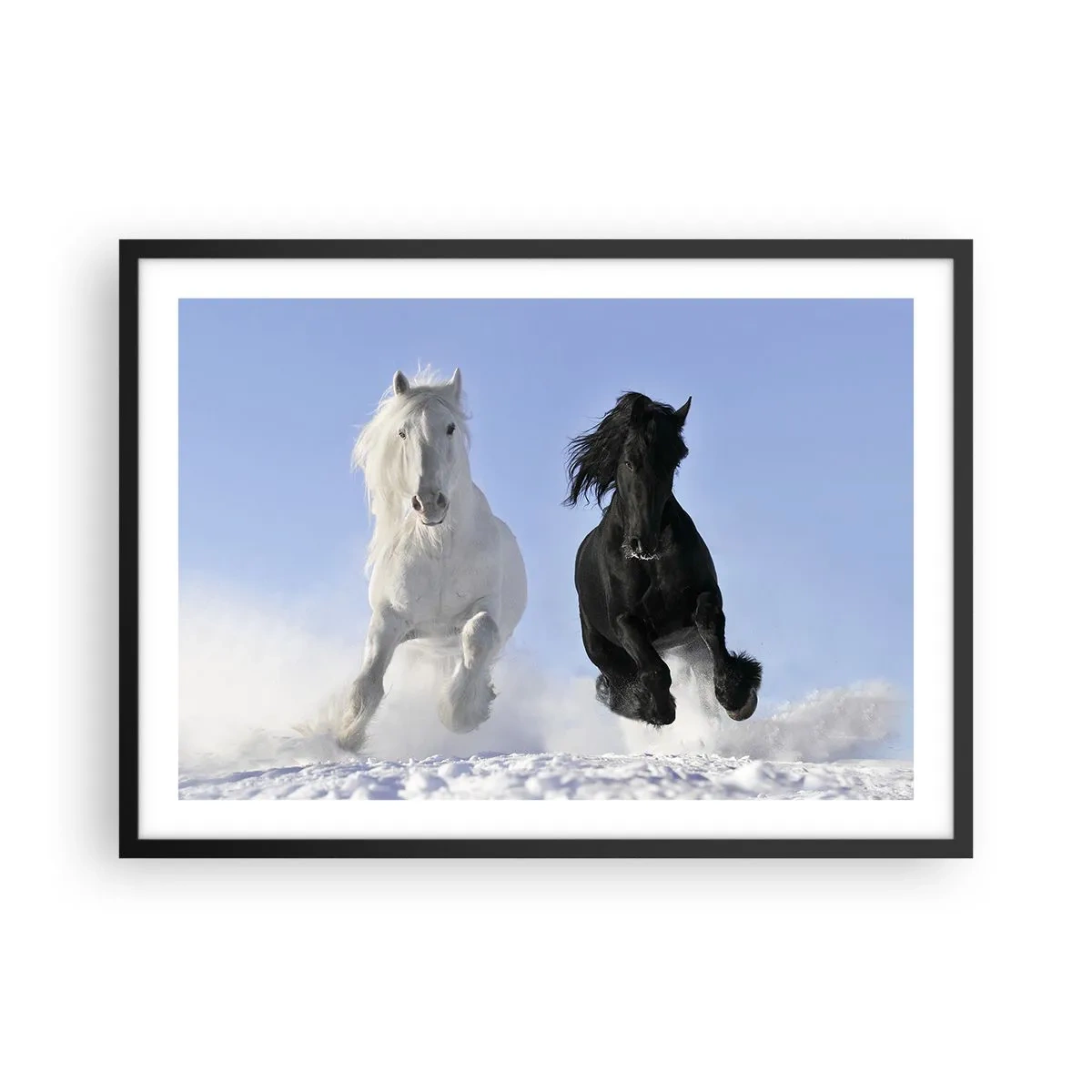 Poster in einem schwarzem Rahmen - Ein weißes und ein schwarzes Pferd galoppieren durch den Schnee - 70x50cm - Schwarz-Weiß-Galopp - Moderne Wanddekoration für Wohnzimmer und Schlafzimmer ARTTOR
