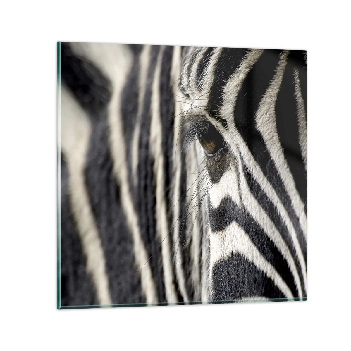 Glasbild - Bild auf glas - Gestreiftes Porträt - 60x60 cm