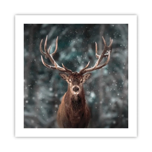 Poster - Gekrönter König des Waldes - 50x50 cm