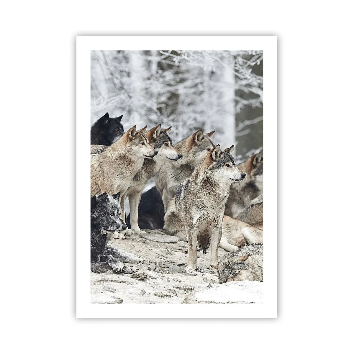 Poster - Eine Gruppe Wölfe im Winterwald - 50x70cm - Familie und Freunde - Moderne Wanddekoration für Wohnzimmer und Schlafzimmer ARTTOR