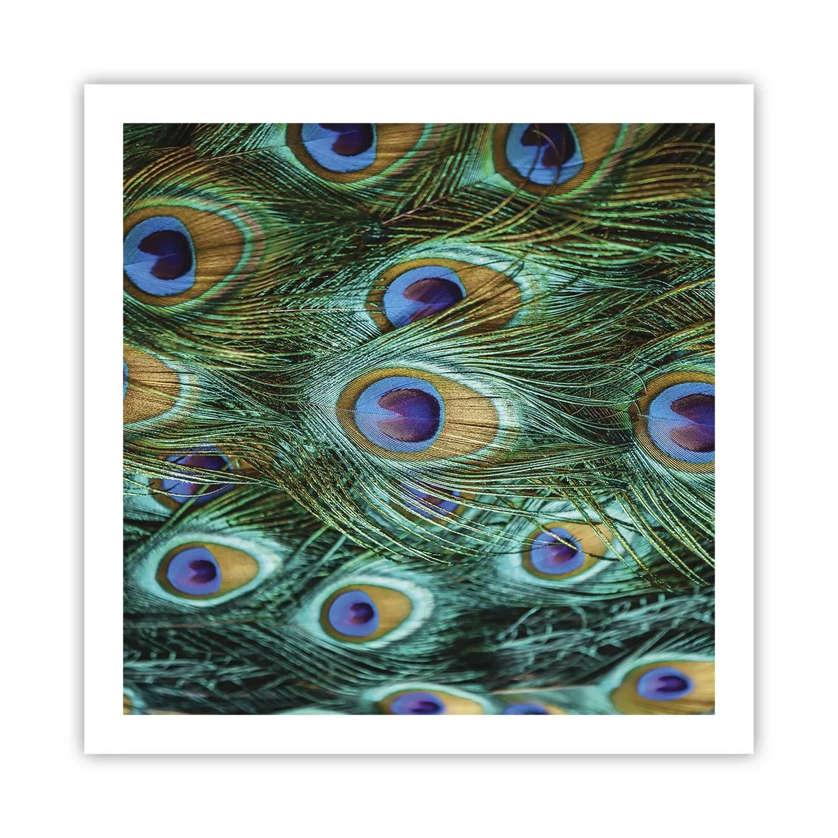Poster - Ein Blick mit Pfauenaugen - 60x60 cm
