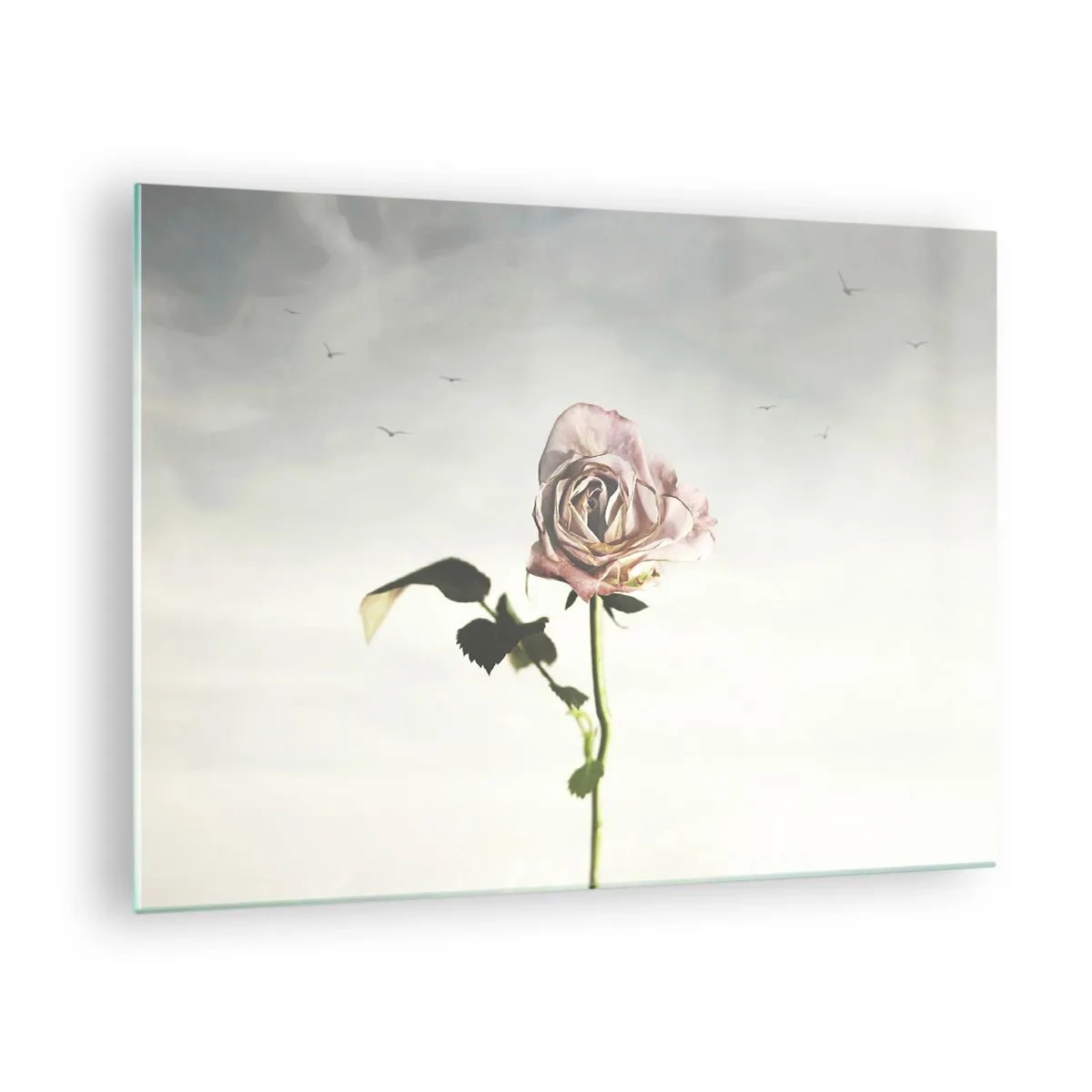Glasbild - Bild auf glas - Eine zarte Rose vor dem Himmel mit fliegenden Vögeln - 70x50cm - Begrüßung des Frühlings - Moderne Wanddekoration für Wohnzimmer und Schlafzimmer ARTTOR