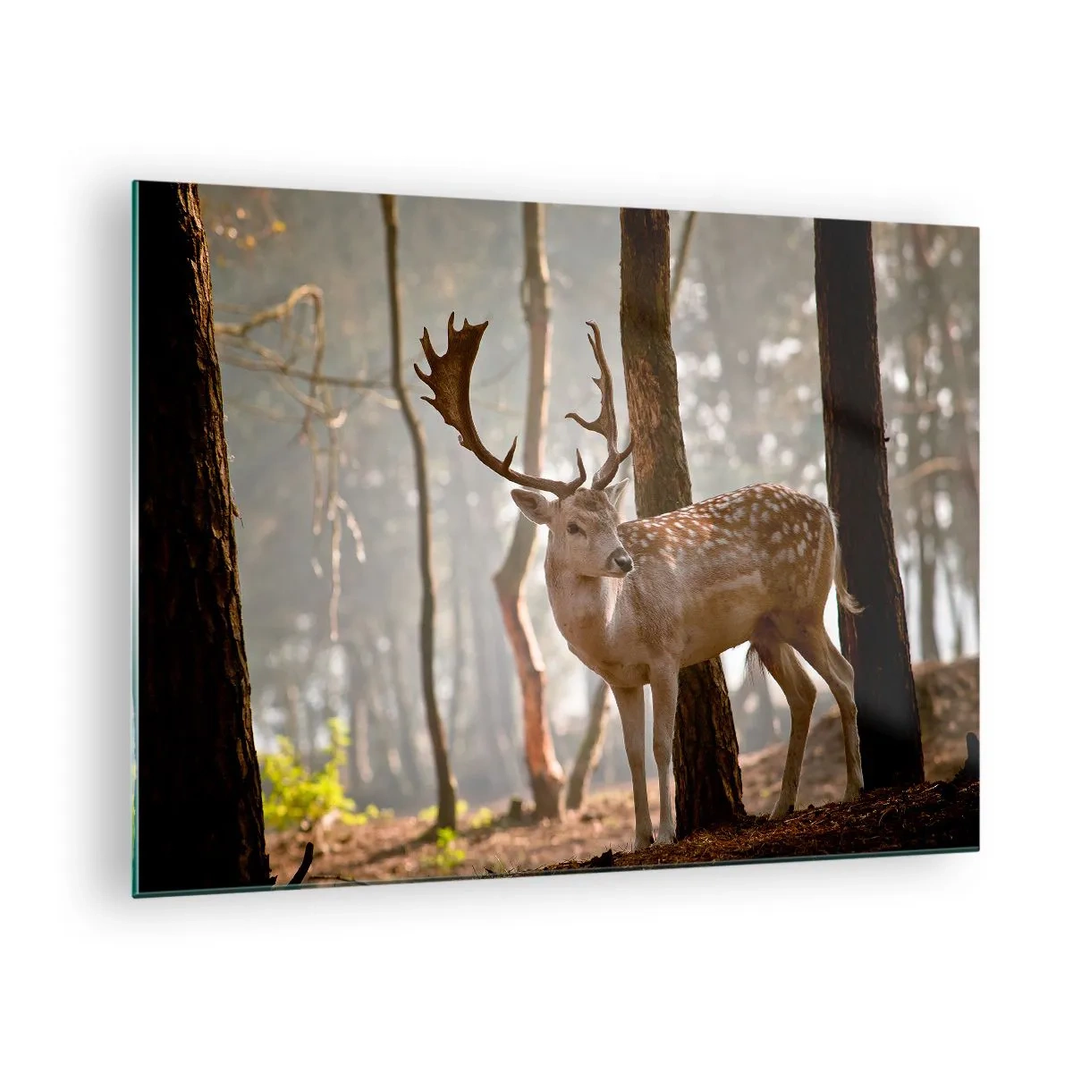 Glasbild - Bild auf glas - Ein Reh im Wald, umgeben von Morgennebel - 70x50cm - Das Licht der Jugend - Moderne Wanddekoration für Wohnzimmer und Schlafzimmer ARTTOR