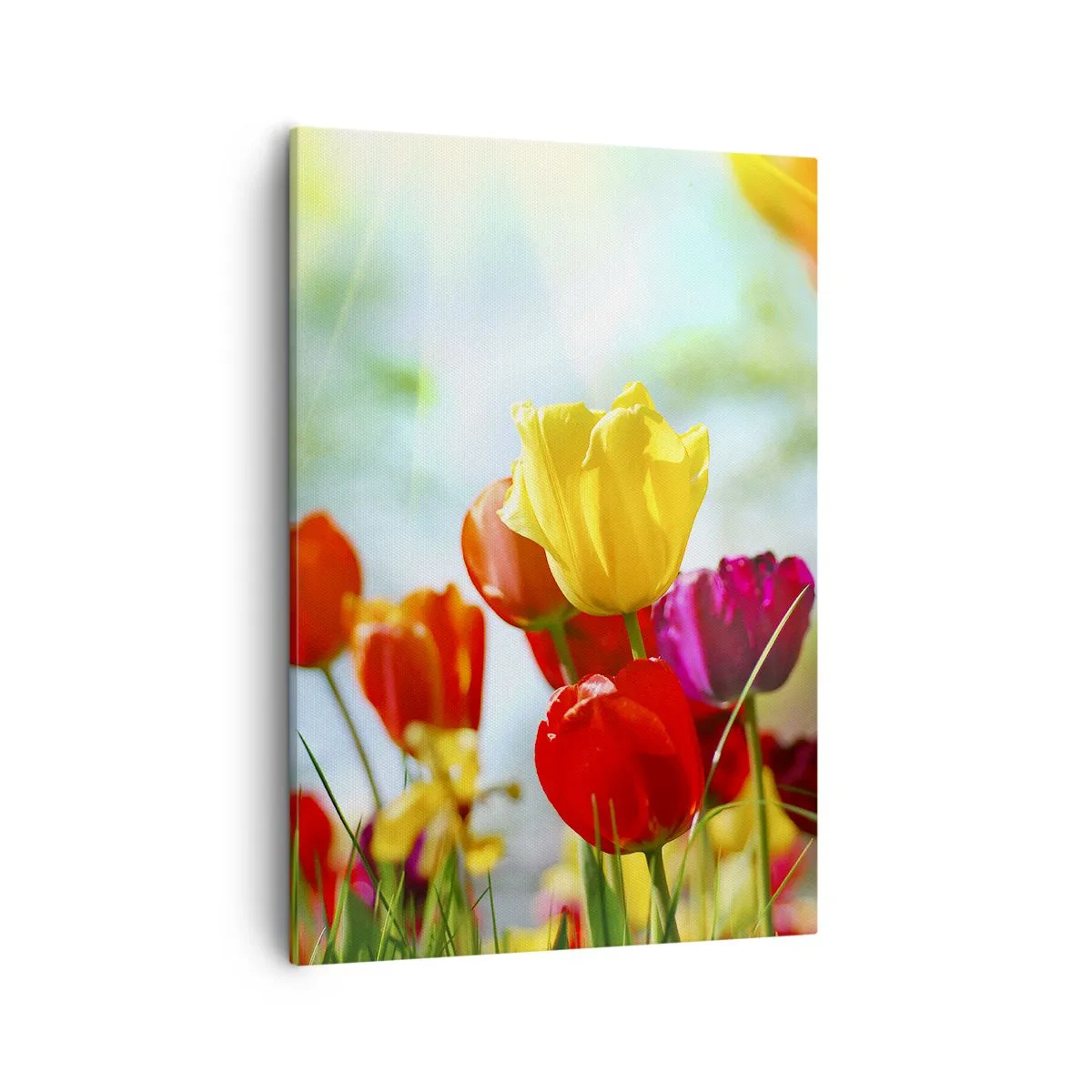 Bild auf Leinwand - Leinwandbild - Bunte Tulpen im Sonnenschein - 50x70cm - Alle Farben der Sonne - Moderne Wanddekoration für Wohnzimmer und Schlafzimmer ARTTOR