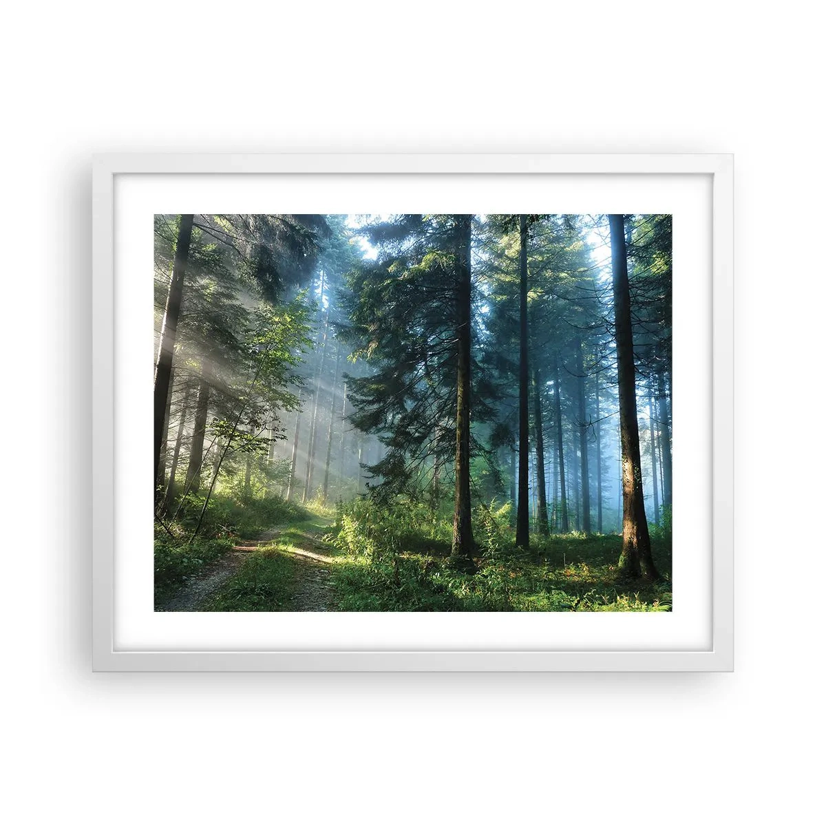 Poster in einem weißen Rahmen - Strahlend am Morgen - 50x40 cm