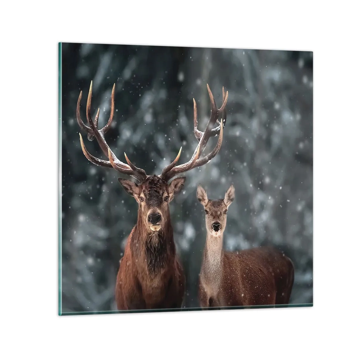 Glasbild - Bild auf glas - Herr des Waldes mit seiner Frau - 60x60 cm