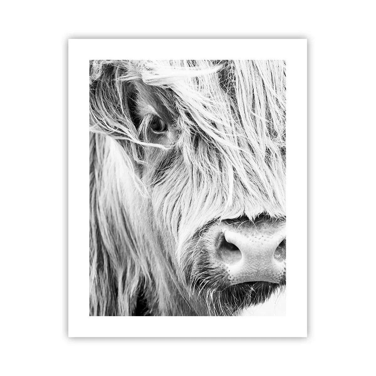 Poster - Schottische Wildheit - 40x50 cm