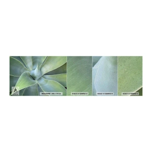 Fototapeten Muster Premium Sand - Geburt des Grüns - Saftig, Agave, Botanik - 100x30 cm
