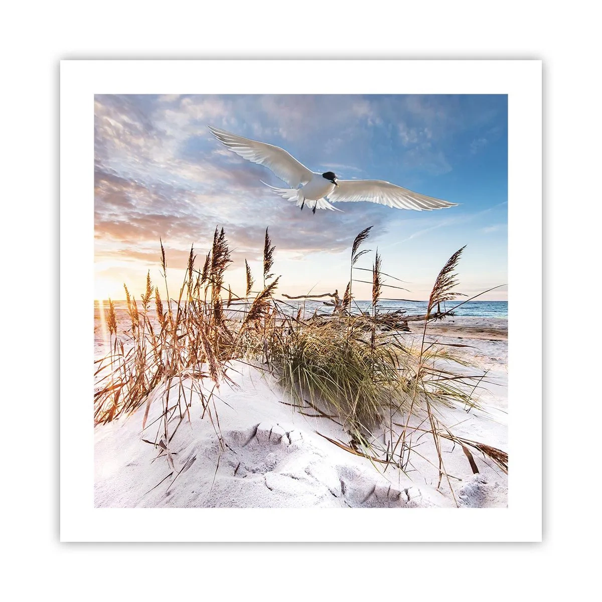 Poster - Wind vom Meer - 50x50 cm