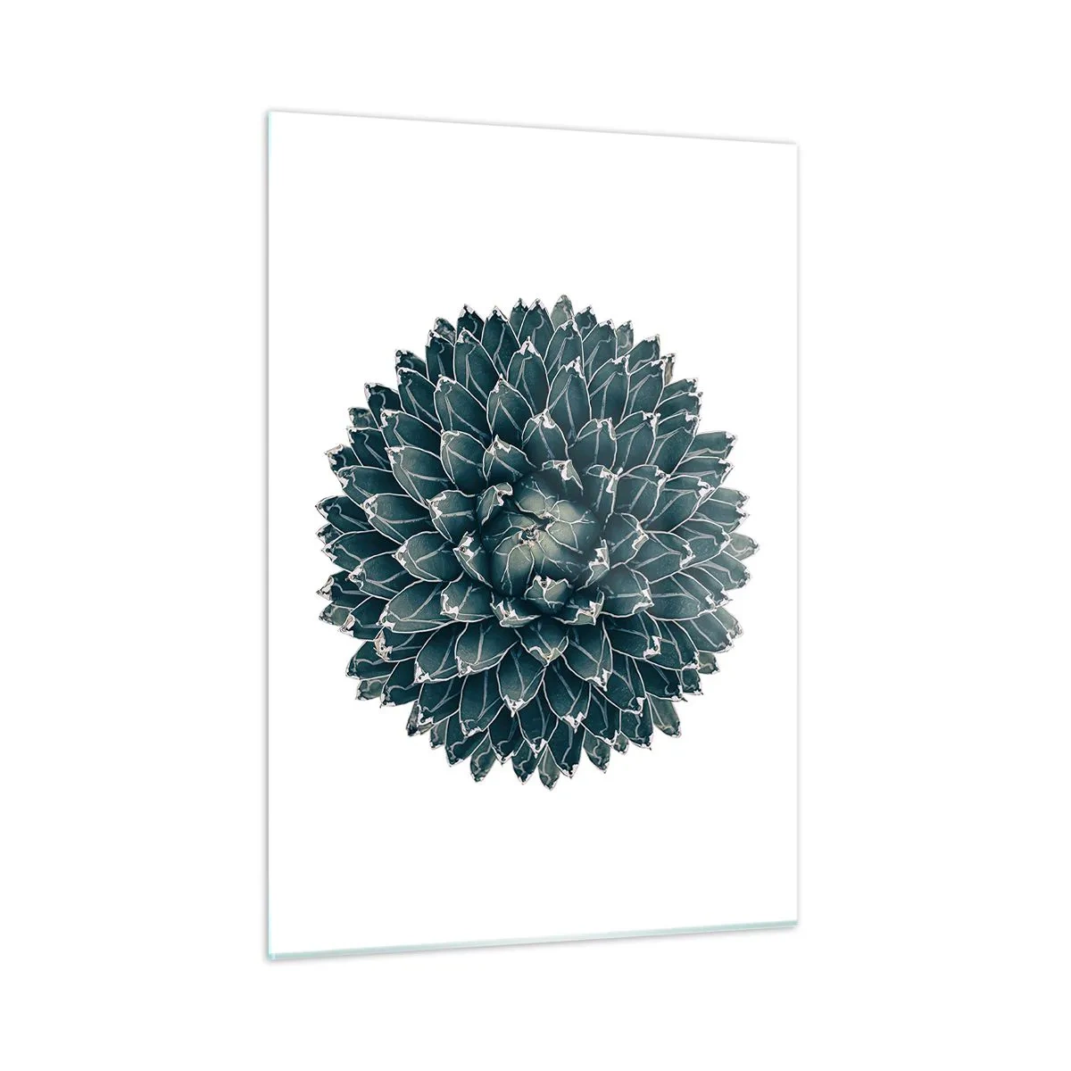 Glasbild - Bild auf glas - Symmetrisches Muster einer Sukkulente auf weißem Hintergrund - 50x70cm - Stern der Wüste - Moderne Wanddekoration für Wohnzimmer und Schlafzimmer ARTTOR