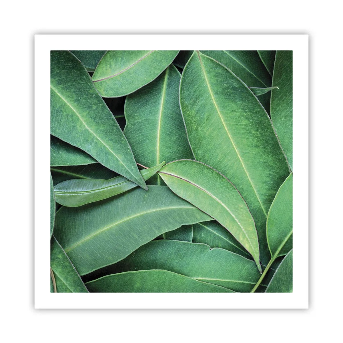 Poster - Saftig und frisch - 60x60 cm