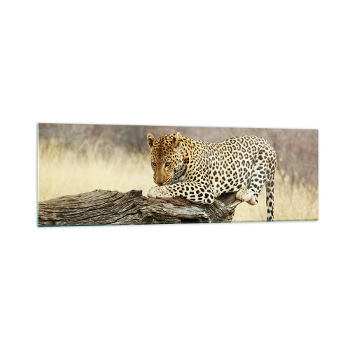 Glasbild - Bild auf glas - Ein Leopard ruht auf einem Baumstamm in der Savanne - 160x50cm - Ich gehe meine eigenen Wege - Moderne Wanddekoration für Wohnzimmer und Schlafzimmer ARTTOR