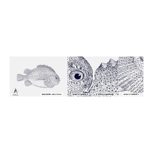 Fototapetenmuster Standard Eco - Für das Album des Naturforschers - Fisch, Maritim, Ozean - 100x30 cm