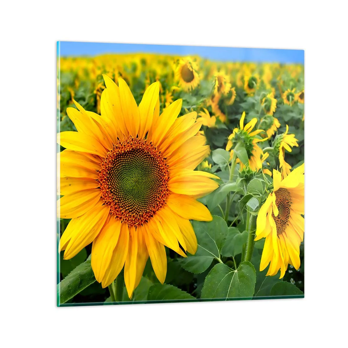 Glasbild - Bild auf glas - Hunderte von Sonnen flammten auf - 60x60 cm