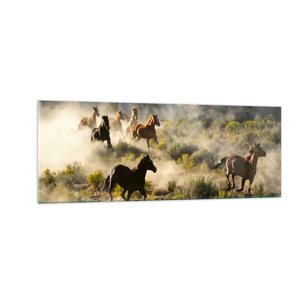 Glasbild - Bild auf glas - Eine Herde wilder Pferde galoppiert durch Staub und Vegetation - 140x50cm - Rivalität – Freiheit oder männliche Stärke? - Moderne Wanddekoration für Wohnzimmer und Schlafzimmer ARTTOR