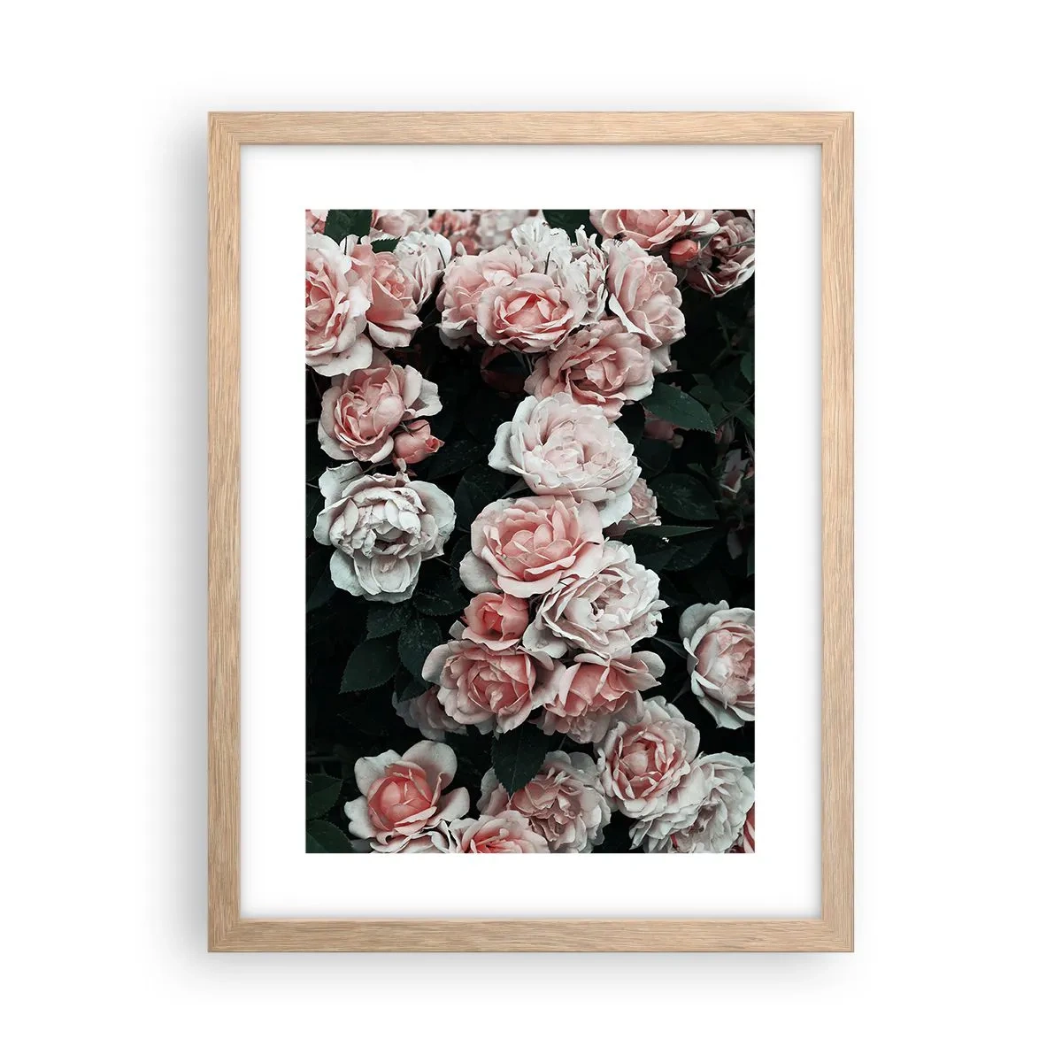 Poster in einem Rahmen aus heller Eiche - Rosen-Ensemble - 30x40 cm