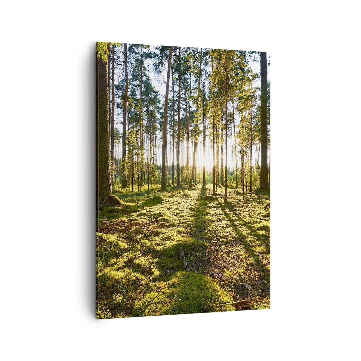 Bild auf Leinwand - Leinwandbild - Grüner Wald, beleuchtet durch Sonnenlicht auf dem Moos - 50x70cm - … Hinter den sieben Wäldern - Moderne Wanddekoration für Wohnzimmer und Schlafzimmer ARTTOR
