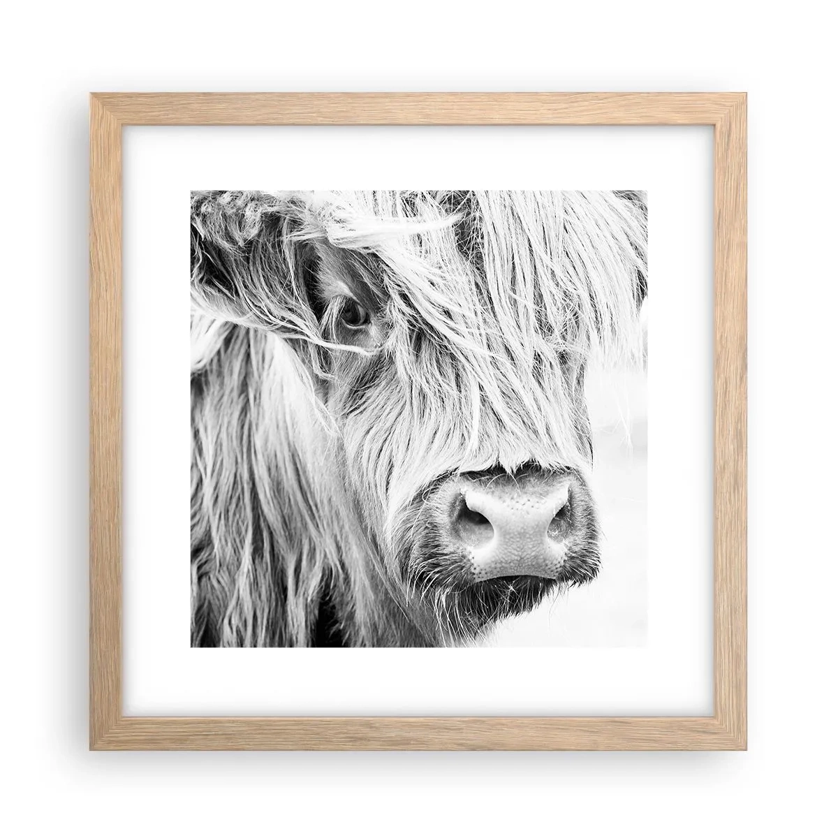 Poster in einem Rahmen aus heller Eiche - Schottische Wildheit - 30x30 cm