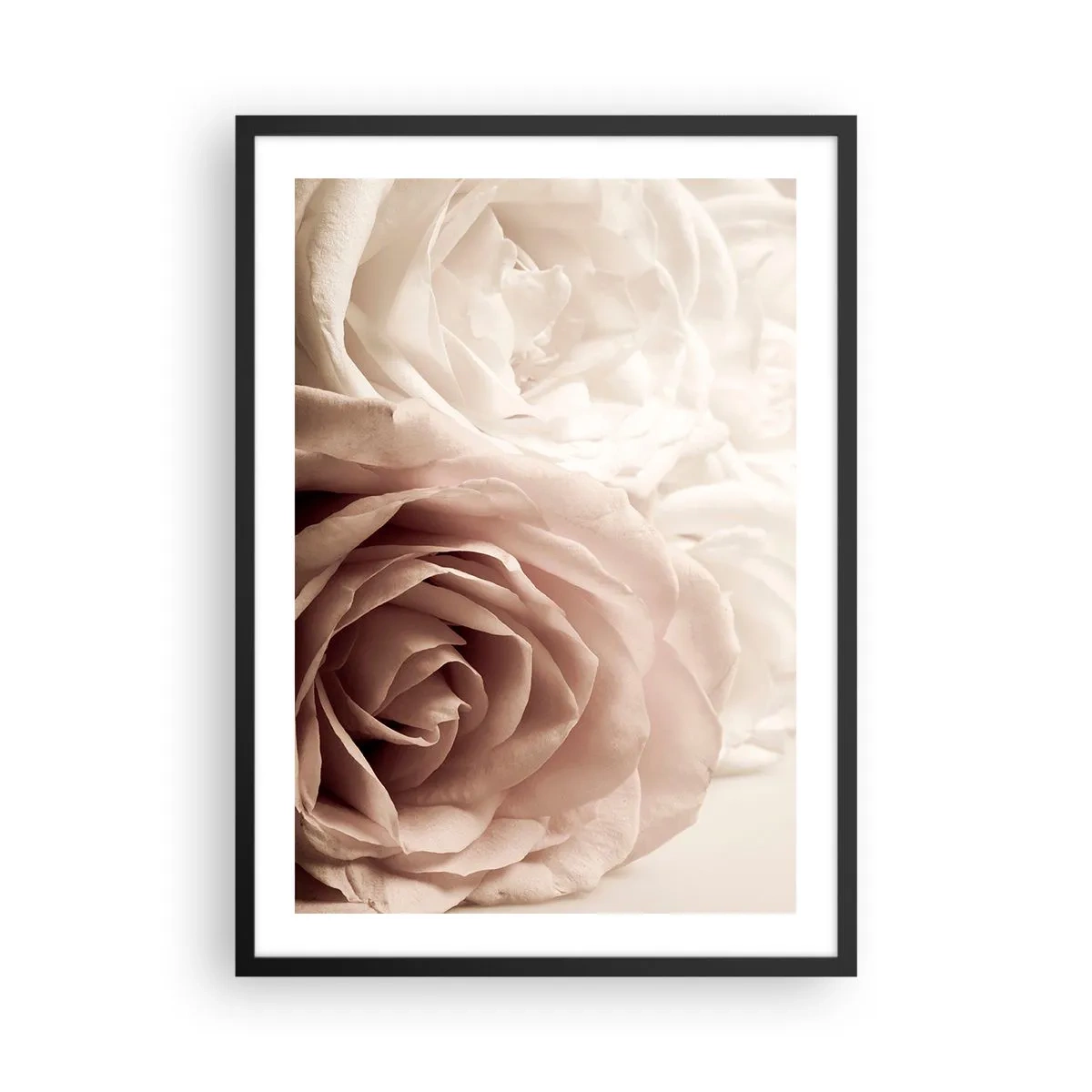 Poster in einem schwarzem Rahmen - Zarte cremefarbene Rosen in Nahaufnahme - 50x70cm - Im Herzen der Rose - Moderne Wanddekoration für Wohnzimmer und Schlafzimmer ARTTOR