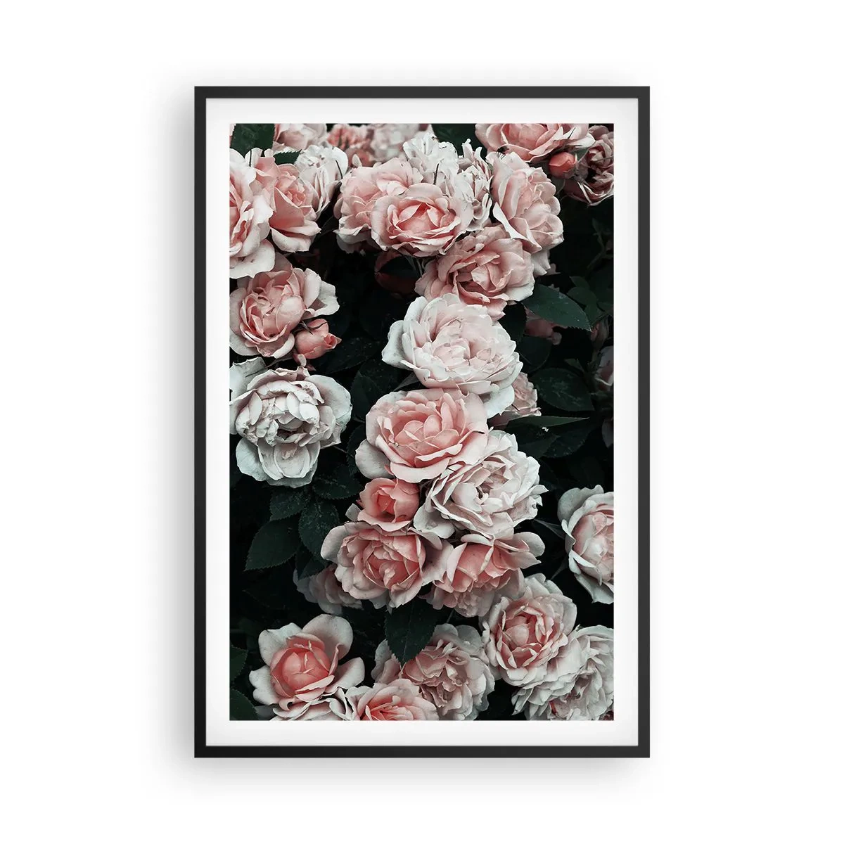 Poster in einem schwarzem Rahmen - Rosen-Ensemble - 61x91 cm