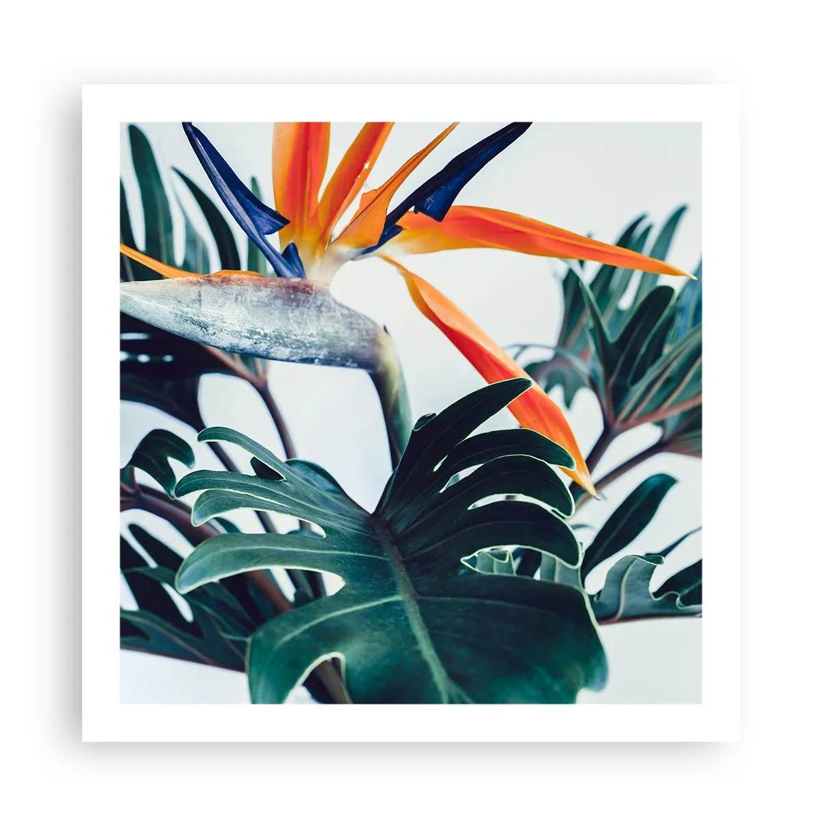 Poster - Vogelbusch - 60x60 cm