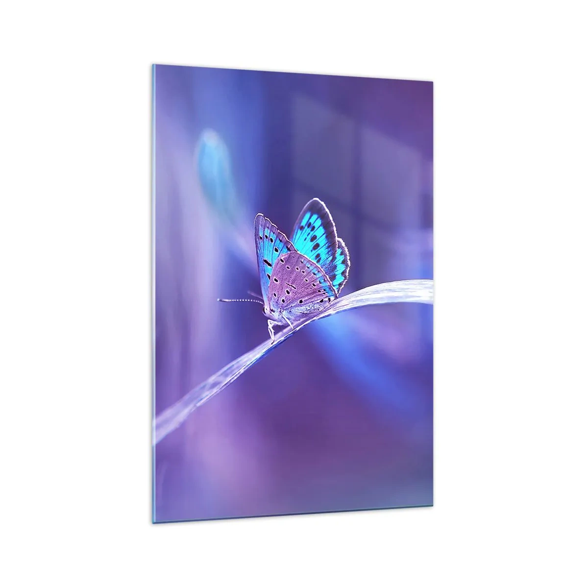 Glasbild - Bild auf glas - Ein zarter blauer Schmetterling auf einem Stängel in violettem Licht - 70x100cm - Ein Juwel der Natur - Moderne Wanddekoration für Wohnzimmer und Schlafzimmer ARTTOR