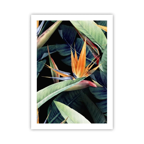 Poster - Exotische Strelitzia-Blume auf dunklem Hintergrund - 50x70cm - Flammende Blumen der Tropen - Moderne Wanddekoration für Wohnzimmer und Schlafzimmer ARTTOR