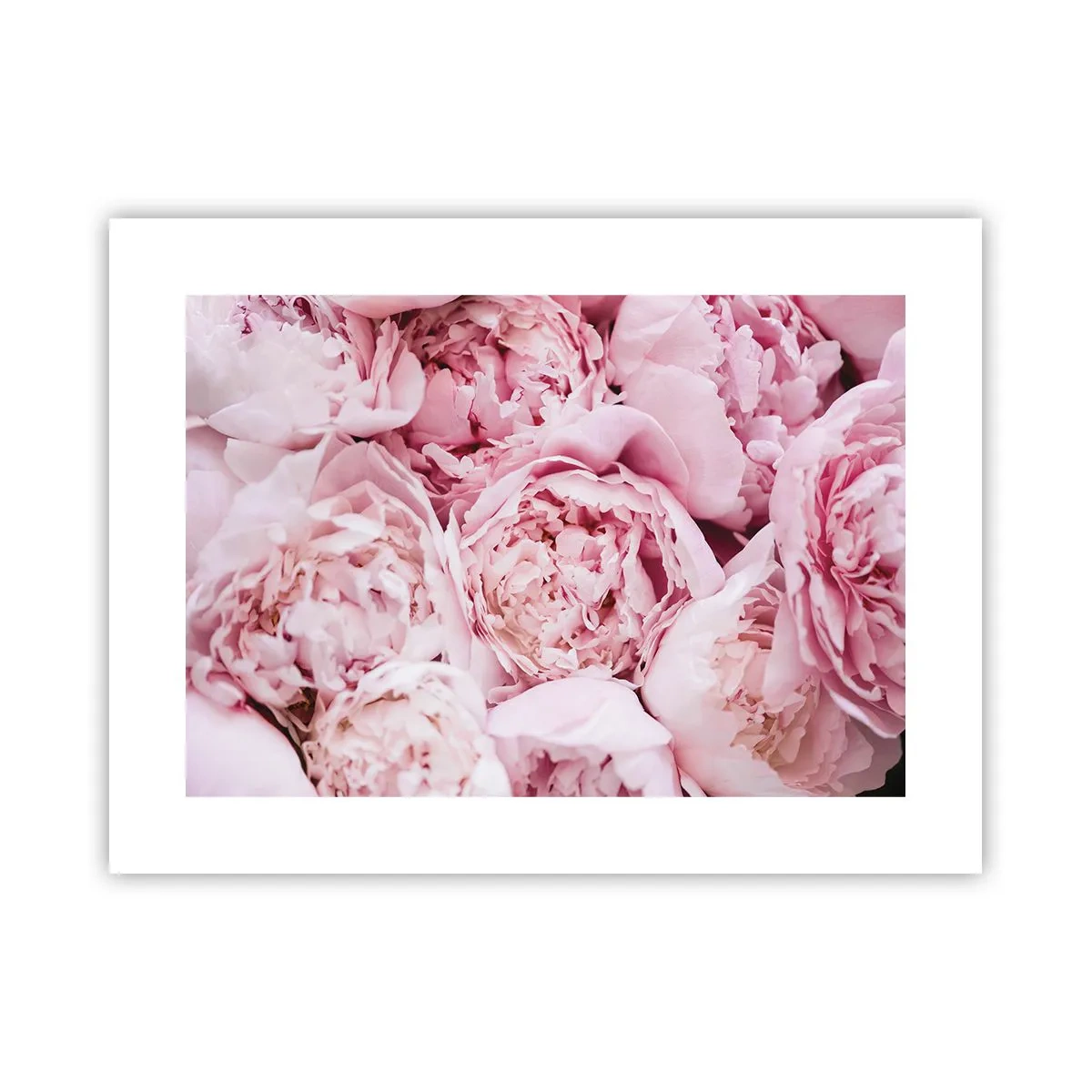 Poster - Anschmiegsam und duftend - 40x30 cm