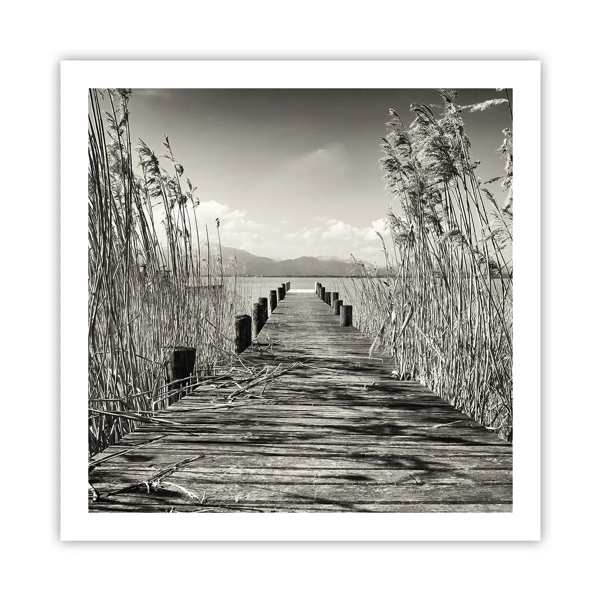 Poster - In der Stille des Grases - 60x60 cm