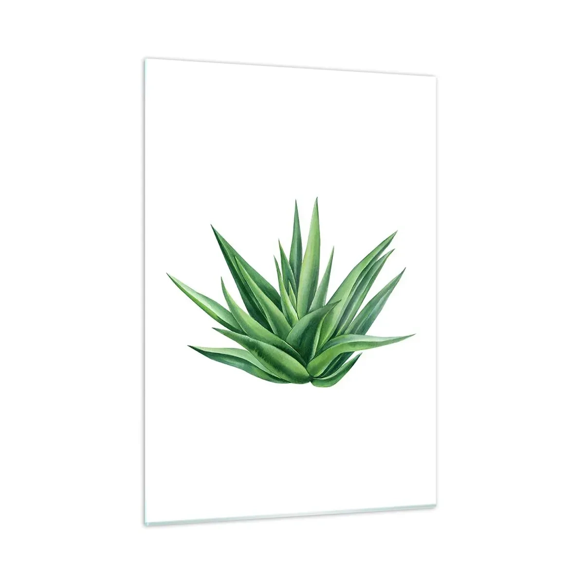 Glasbild - Bild auf glas - Eine grüne Pflanze mit fleischigen Blättern auf weißem Hintergrund - 50x70cm - Grün – Kraft – Leben - Moderne Wanddekoration für Wohnzimmer und Schlafzimmer ARTTOR