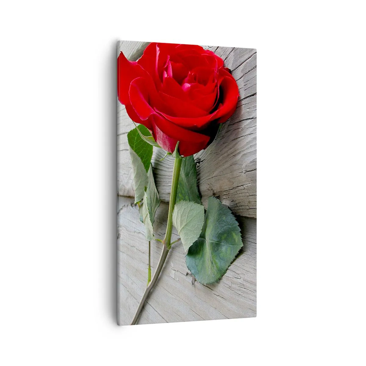 Bild auf Leinwand - Leinwandbild - Eine Studie in Scharlachrot - 55x100 cm