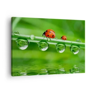 Bild auf Leinwand - Leinwandbild - Marienkäfer auf einem Grashalm mit Tautropfen in einer natürlichen Umgebung - 70x50cm - Den ganzen Sommer unterwegs - Moderne Wanddekoration für Wohnzimmer und Schlafzimmer ARTTOR