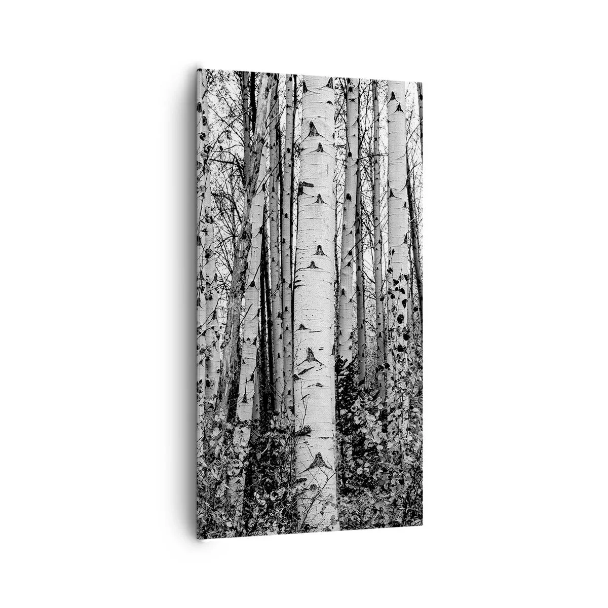 Bild auf Leinwand - Leinwandbild - Birkenkolonnade - 65x120 cm