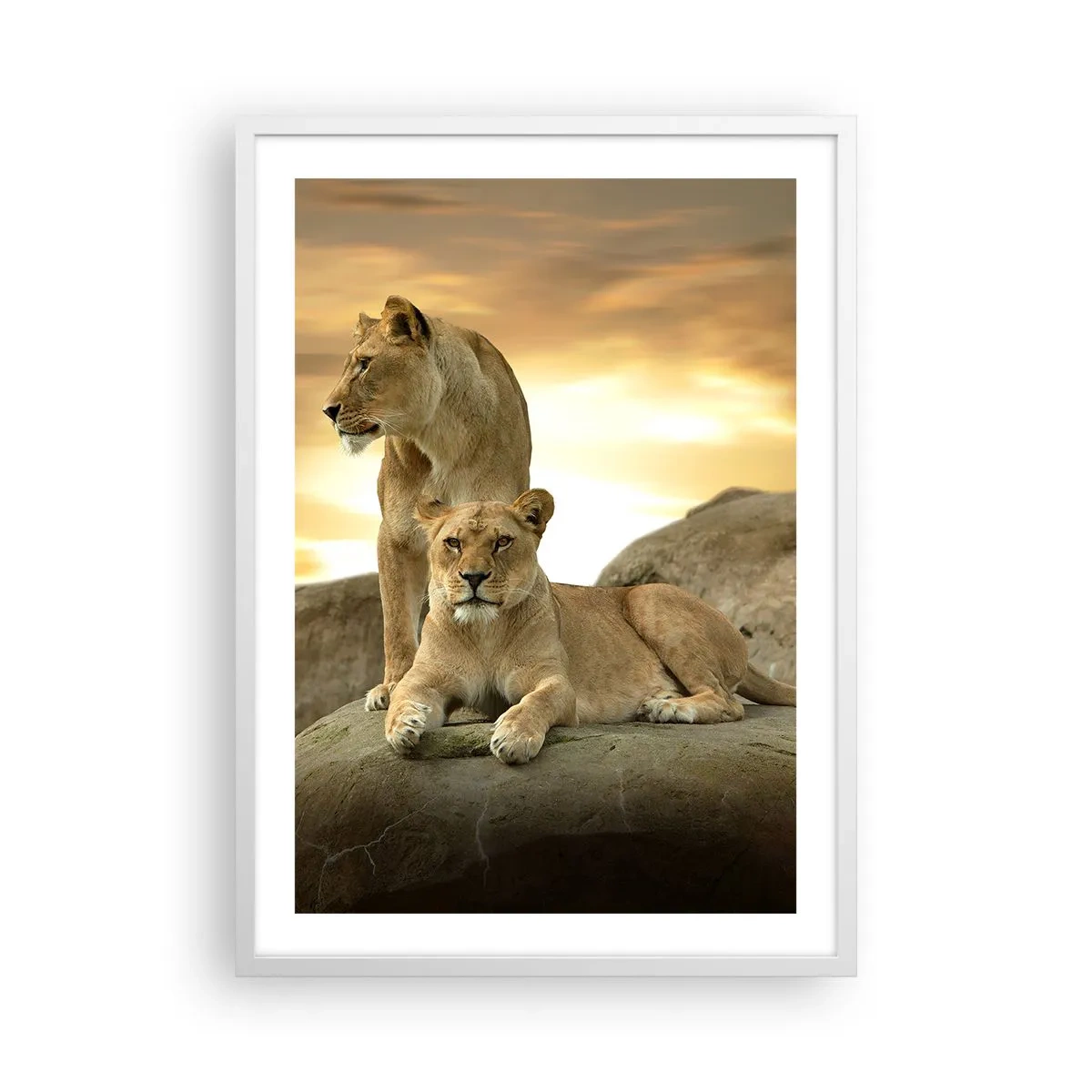 Poster in einem weißen Rahmen - Königliche Majestät - 50x70 cm