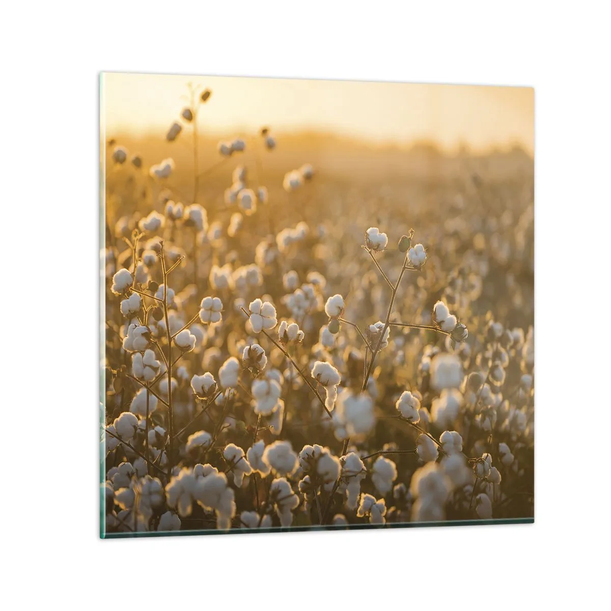 Glasbild - Bild auf glas - Fluffiges Feld - 30x30 cm