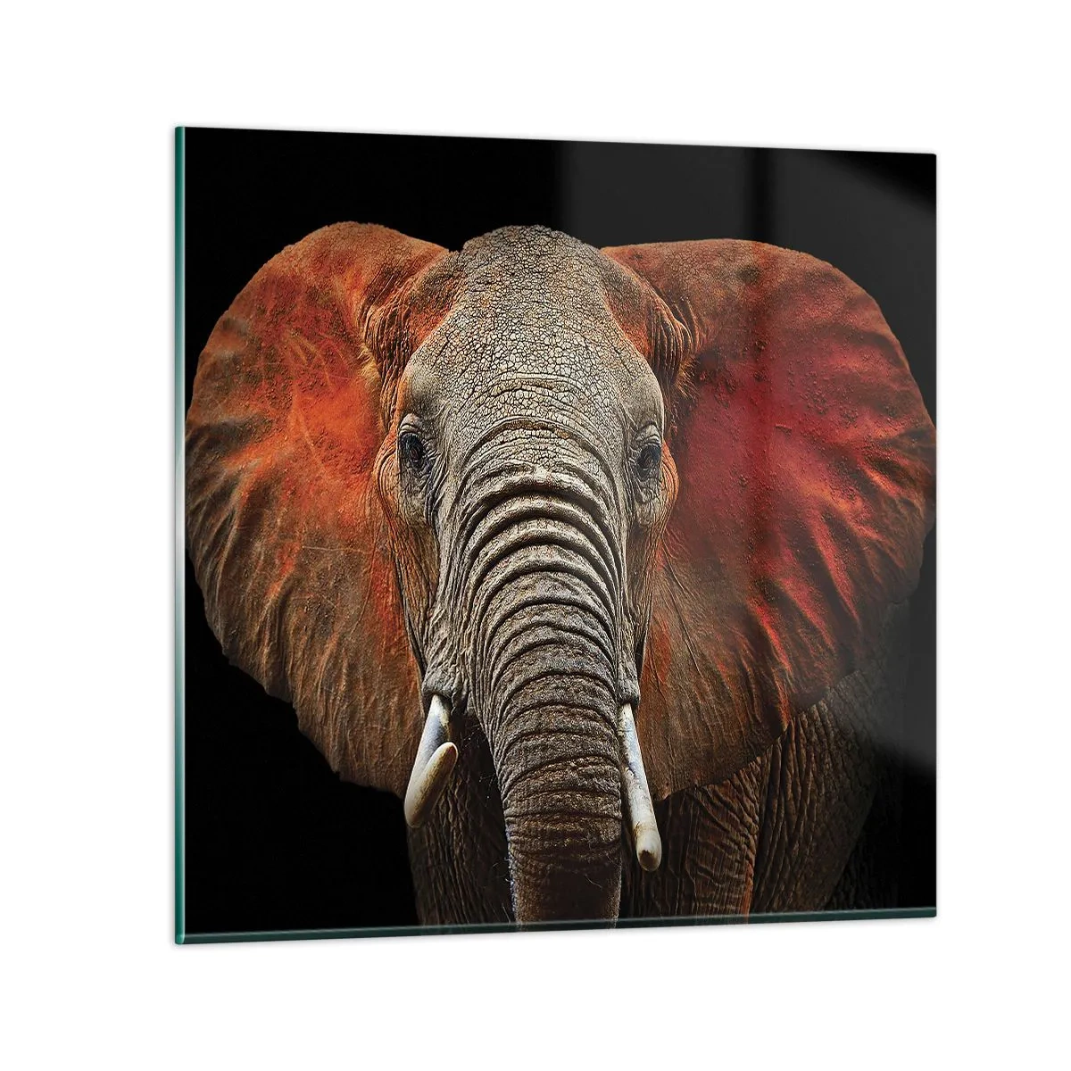 Glasbild - Bild auf glas - Ich bin wild und du? - 60x60 cm